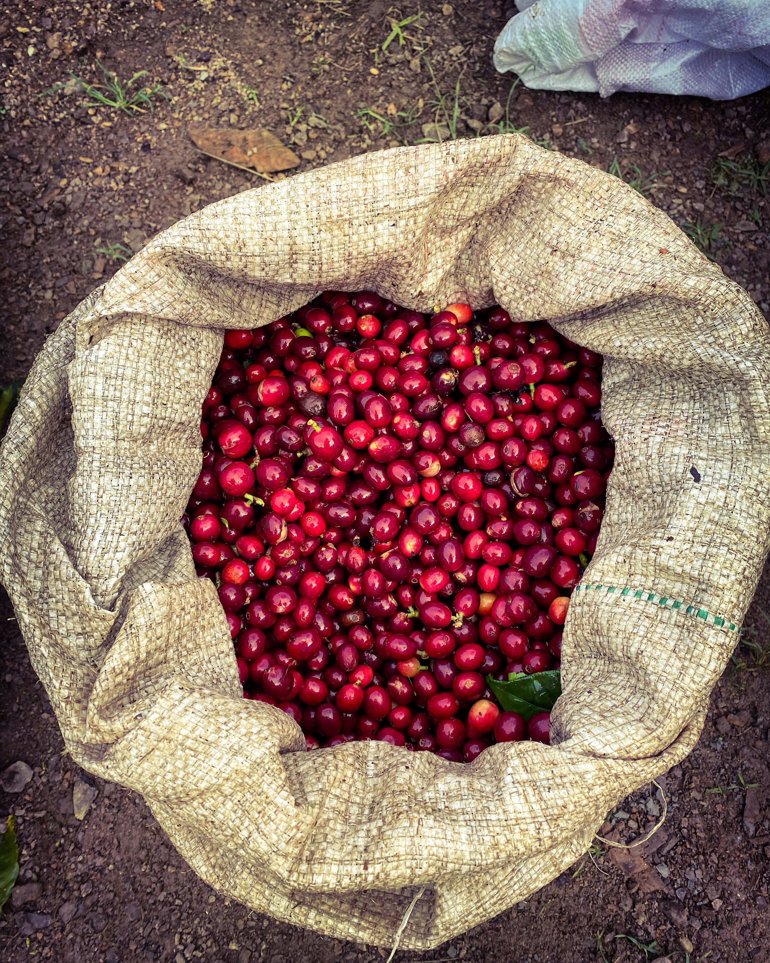 Strawberry Shortcake | Colombia